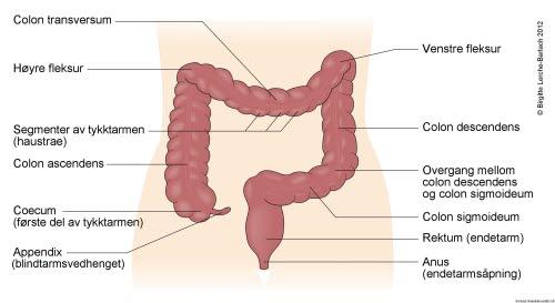 Tykktarm og endetarm Tykktarm og endetarm