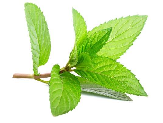 Sitronmelisse Sitronmelisse