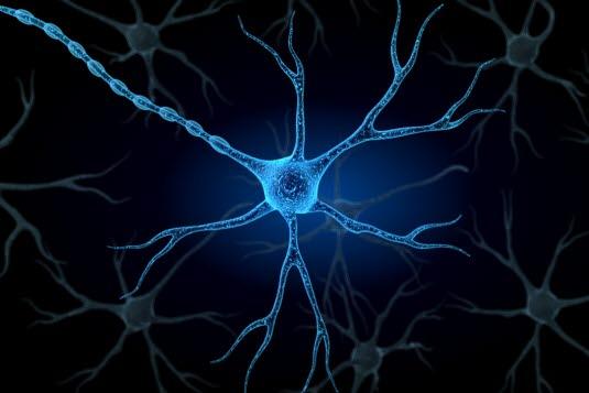 Nervecelle Nervecelle