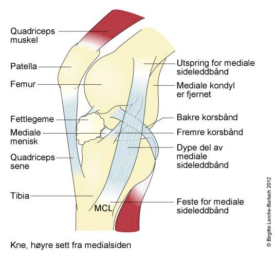 Kne, høyre, sett fra innsiden Kne, høyre, sett fra innsiden