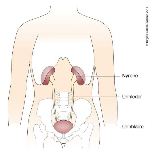 Oversikt over nyrer og urinveier Oversikt over nyrer og urinveier