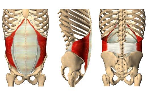Transversus abdominis Transversus abdominis