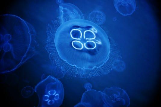 Blå brennmanet Blå brennmanet