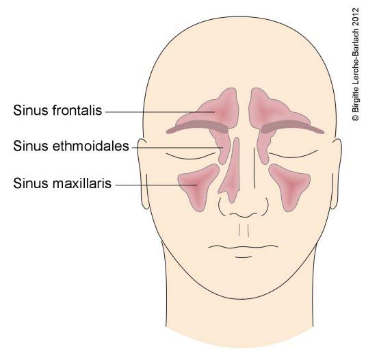 Bihuler, oversikt Bihuler, oversikt