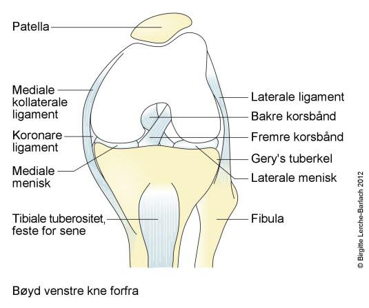 Venstre kne, bøyd, sett forfra Venstre kne, bøyd, sett forfra