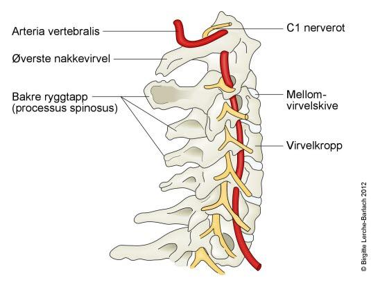 Halsryggraden Halsryggraden