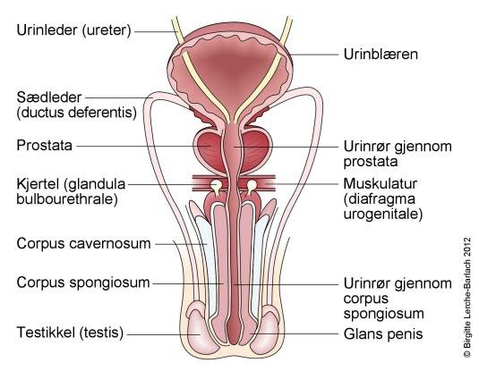 Tegning av urinrøret Tegning av urinrøret