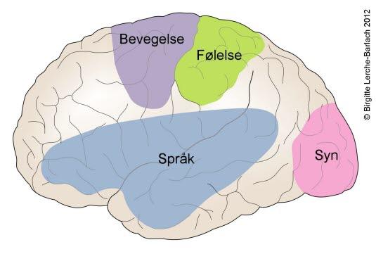 Hjerne - funksjonsområder Hjerne - funksjonsområder
