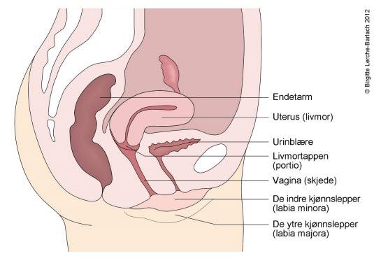 Sidebilde av genitalia interna Sidebilde av genitalia interna