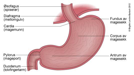 The stomach The stomach