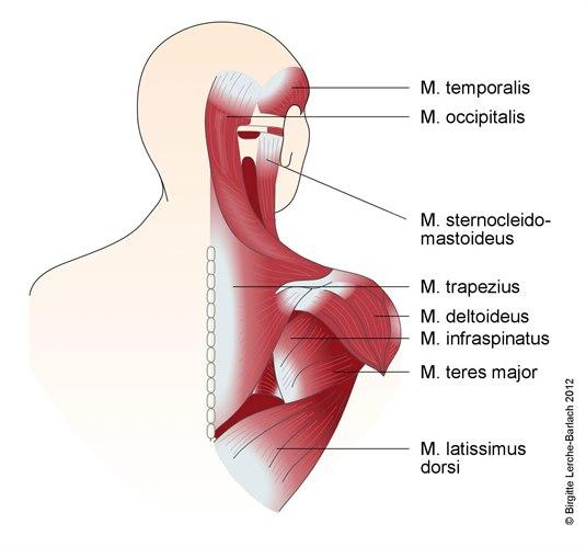 Muskulatur i rygg og nakke Muskulatur i rygg og nakke