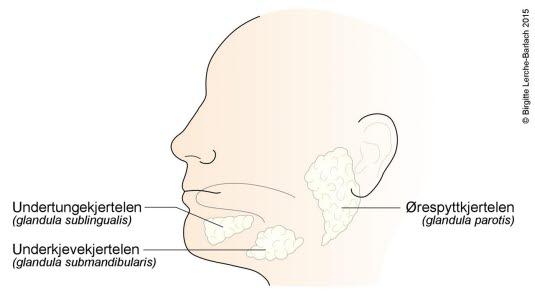 De store spyttkjertlene De store spyttkjertlene