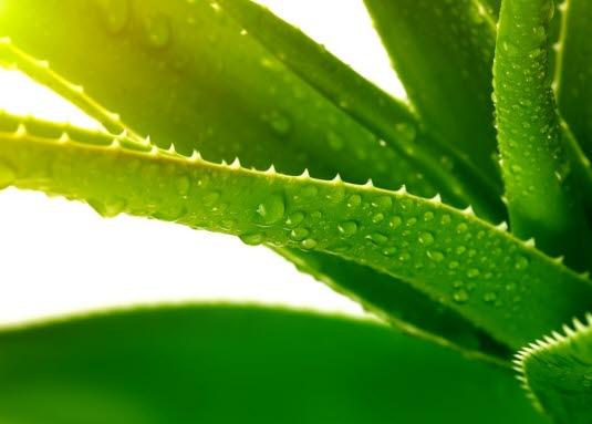 Aloe vera Aloe vera