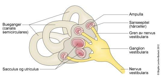 Indre øre: Bueganger og nerve. Indre øre: Bueganger og nerve.