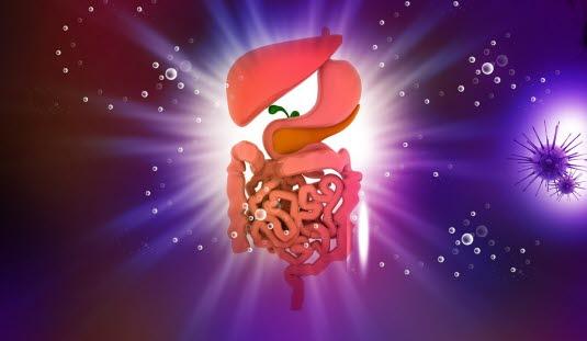 Fordøyelsessystemet Fordøyelsessystemet