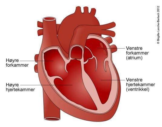 Hjertets kamre sett forfra Hjertets kamre sett forfra