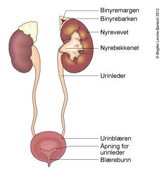 Nyrer og binyrer Nyrer og binyrer