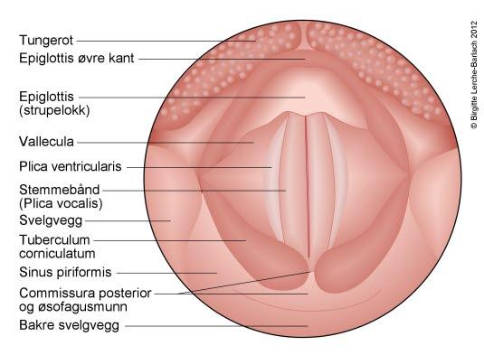 Nedre del av svelget med lukkede stemmebånd Nedre del av svelget med lukkede stemmebånd
