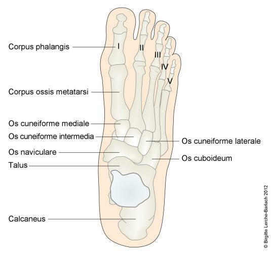 Fotskjellett, ovenfra Fotskjellett, ovenfra