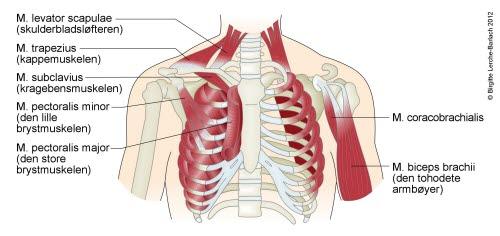 Brystkassen med muskler og skjelett 7952-2-id70-thorax-med-muskler-og-skelet.jpg