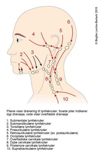 Lymfekjertler hode Lymfekjertler hode