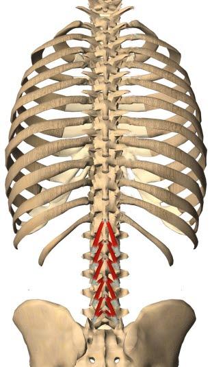 Multifidus Multifidus