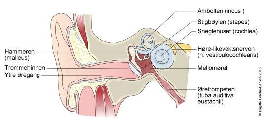 Oversikt over det indre øret. Oversikt over det indre øret.