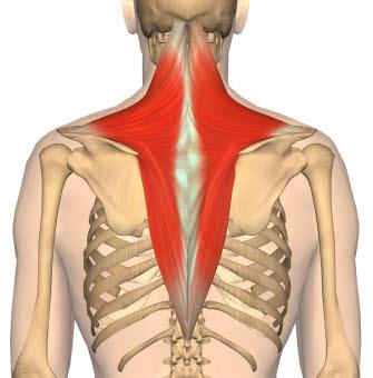 Musculus trapezium Musculus trapezium