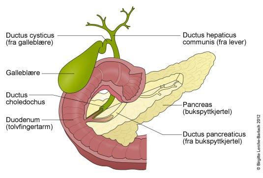 Tolvfingertarm, bukspyttkjertel og galleveier Tolvfingertarm, bukspyttkjertel og galleveier