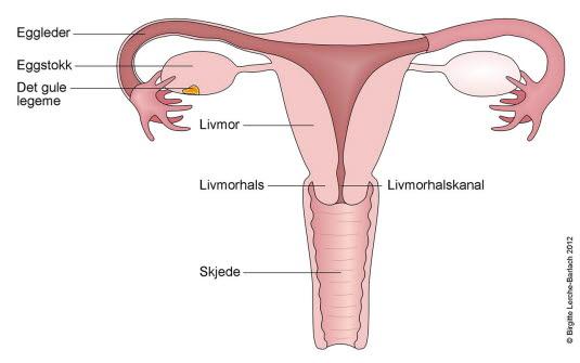 Livmor sett forfra Livmor sett forfra