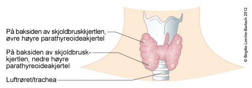 Biskjoldkjertlene Biskjoldkjertlene