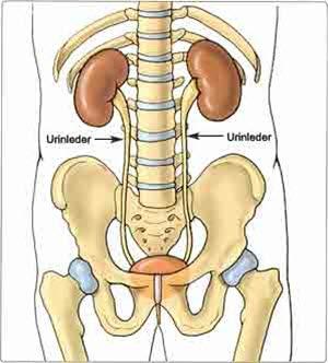 Urinveiene Urinveiene