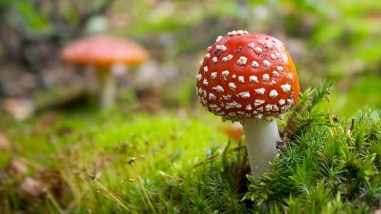 Rød fluesopp Nærbilde av en fluesopp i skogen