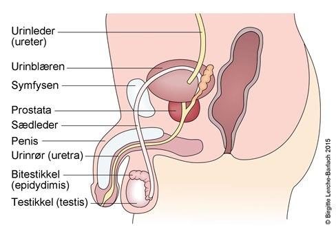 Nedre urinveier og kjønnsorganer, mann