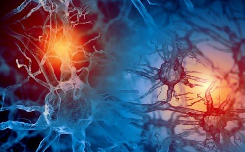 Nerveceller