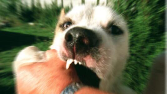 Hundebitt2 Hvit hund som biter en menneskehånd