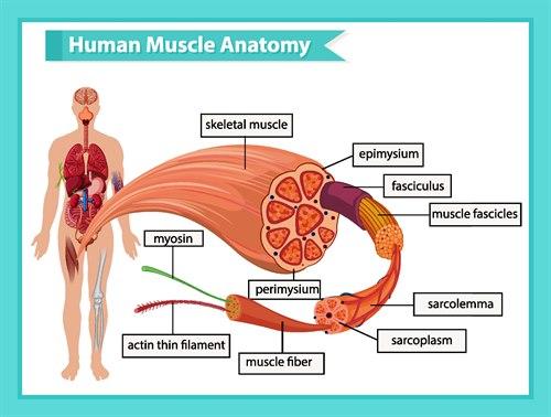 Muskulatur.jpg Muskulatur.jpg