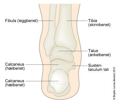 Fotskjelettet sett bakfra Fotskjelettet sett bakfra