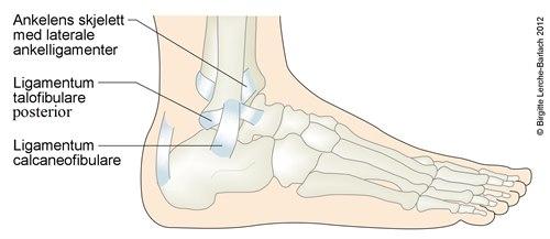 9983-2-ankel.jpg 9983-2-ankel.jpg