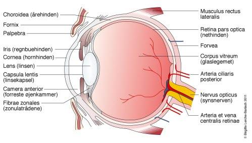 9392_9822-2-768-ojet-i-tversnit.jpg 9392_9822-2-768-ojet-i-tversnit.jpg