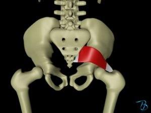 Piriformis sett bakfra Piriformis sett bakfra