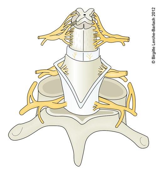 Lengdesnitt av del av ryggmargen