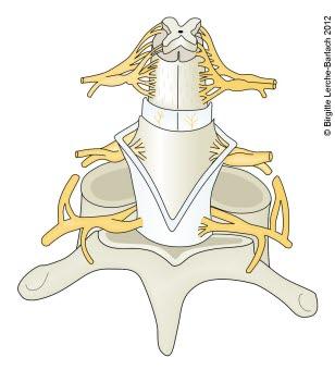 Lengdesnitt av ryggmargen Lengdesnitt av ryggmargen