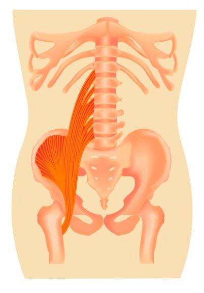 M. iliopsoas major M. iliopsoas major