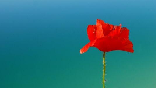 valmue, blomst, rus_jpg.jpg