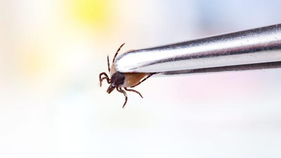 7 måter å fjerne flått