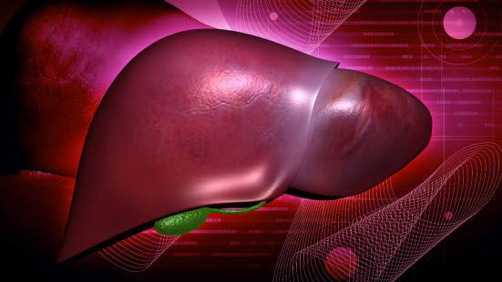 Lever og galleblære