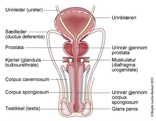 Mannens urinveier og kjønnsorgan