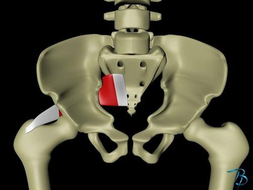 Piriformis sett forfra Piriformis sett forfra