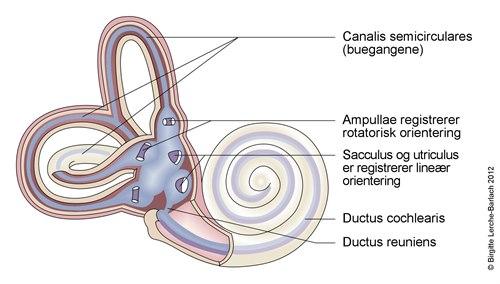 10401-2-699-cochlea-og-vestibulum.jpg 10401-2-699-cochlea-og-vestibulum.jpg
